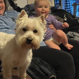 West Highland White Terrier All Grown Up from Touchdown Westies