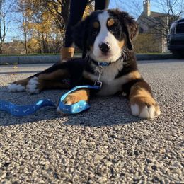 Bernese Mountain Dog Puppies from Stone Hill Farm