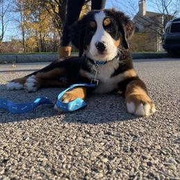 Bernese Mountain Dog Puppies from Stone Hill Farm