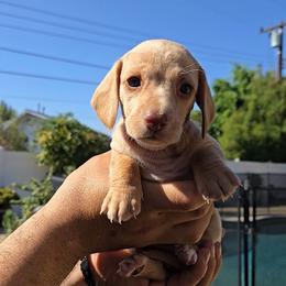 Lychee - Cream female Dachshund puppy in Upland, California from The Puppy Cottage