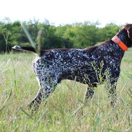 German Shorthaired Pointers from Rusty Fence Post Gun Dogs
