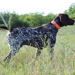 German Shorthaired Pointers from Rusty Fence Post Gun Dogs