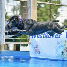 Vegas - Labrador Retriever