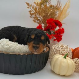 Blitzen - Bernedoodle puppy from Shadow Kennels