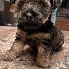 Boerboel, Shorkie, and Toy Australian Shepherd Puppies from SATA Kennels