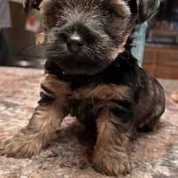 Boerboel, Shorkie, and Toy Australian Shepherd Puppies from SATA Kennels