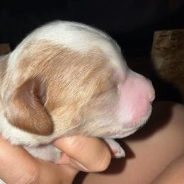 Orange Collar - Parti male Goldendoodle puppy in Winchester, Tennessee from Mahaffey’s Doodles