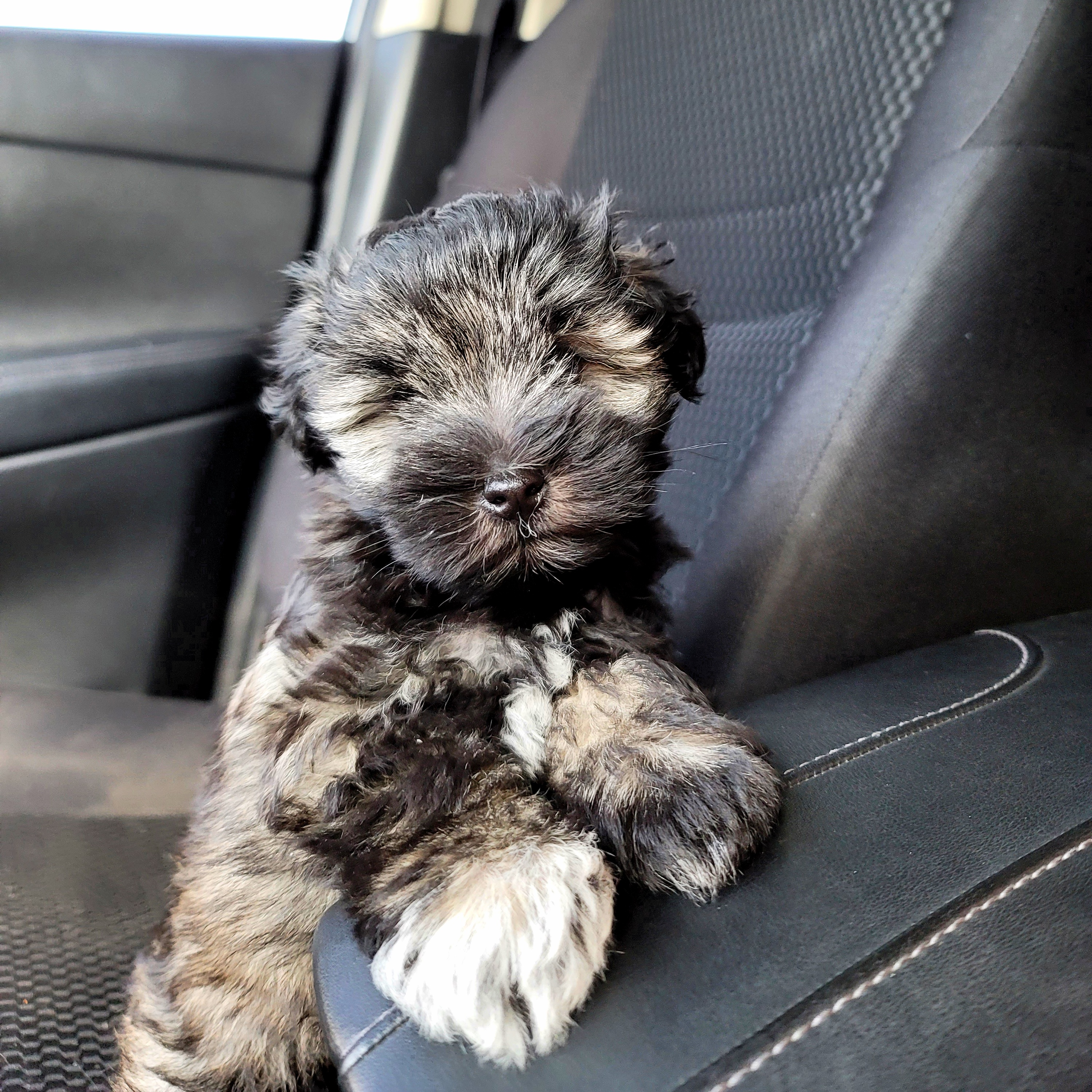 Miniature Schnauzer Puppies from Du Lac Miniature Schnauzers