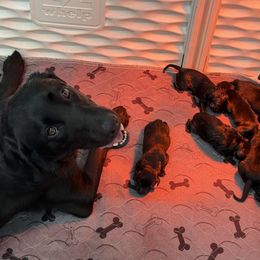 Puppy 3 - Black male Labrador Retriever puppy in Plymouth, Massachusetts from Sisu Retrievers