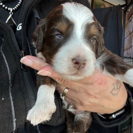 Mantis - female Australian Mountain Doodle puppy in Cortez, Colorado from Sassy Pants Pups