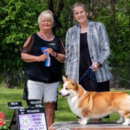 Colt - Pembroke Welsh Corgi