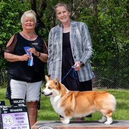 Colt - Pembroke Welsh Corgi