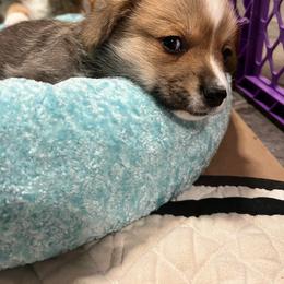 Peanut M and M - Sable Pembroke Welsh Corgi puppy in Sparta, New Jersey from CrestCottage Corgis