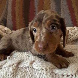 Dapple Boy 1 - Dapple male Dachshund puppy in Mesa, Arizona from Ruby Desert Doxies