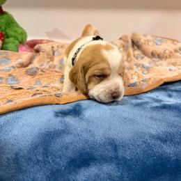 Black boy - Red and white male Beagle puppy in New Tazewell, Tennessee from Sweet Warner Pugs & Beagles