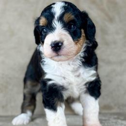 BTF1 - Black tri-color female Aussiedoodle puppy in Prague, Oklahoma from Classic K9’s  Aussies & Doodles
