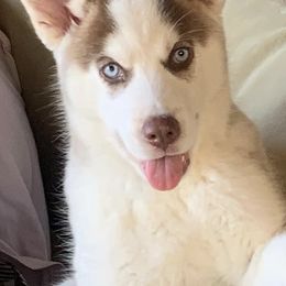 Siberian Huskies from Weber Siberian Huskies