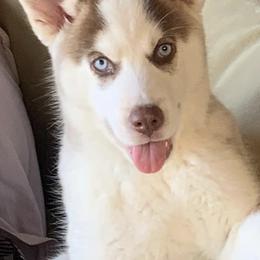 Siberian Huskies from Weber Siberian Huskies