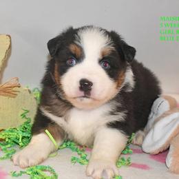 Maisie - Black tri female Miniature Australian Shepherd puppy in Patterson, North Carolina from DreamLine Aussies