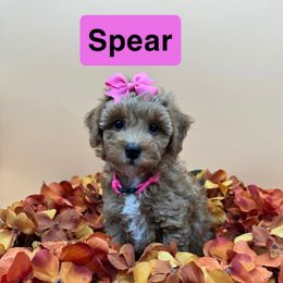 Spear - Pink collar - Red  female Goldendoodle puppy in Cape Coral, Florida from Nay Nays Mini Doodles