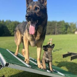 German Shepherd Puppies from Vom Burmeister Kennel
