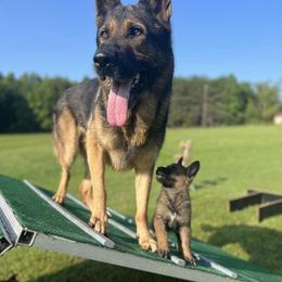 German Shepherd Puppies from Vom Burmeister Kennel