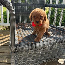 Thomas - Red  male Goldendoodle puppy in Mint Hill, North Carolina from DoodleForever