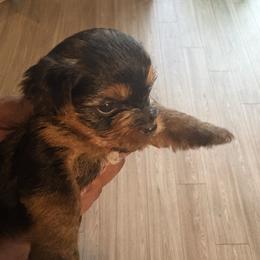 AJ - Chocolate, tan and white male Yorkshire Terrier puppy in Jacksonville, Florida from Lake Shore Yorkies