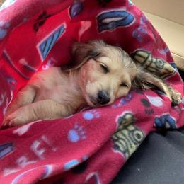 Dachshund Puppies from Meadow Ridge Dachshunds