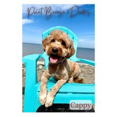 Cappy - Goldendoodle