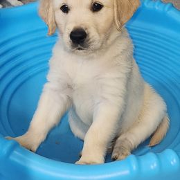 Boy 1 - Light golden male Golden Retriever puppy in Phoenix, Maryland from Tamarind Goldens