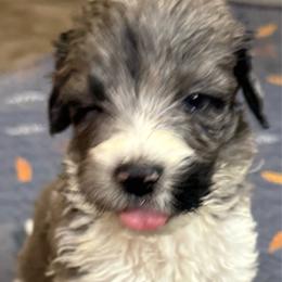 Dallas - male Newfypoo puppy in San Antonio, Texas from Mammoth Doodles