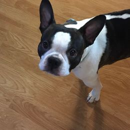 Jax - Boston Terrier