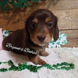 Daisy's pink baby girl - Chocolate and tan female Dachshund puppy in Webb, Alabama from Bryant's Babies