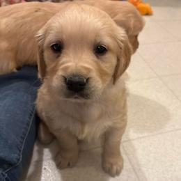 Rinser - Golden female Golden Retriever puppy in Grant County, Indiana from On The Sunny Side Pavey Farms