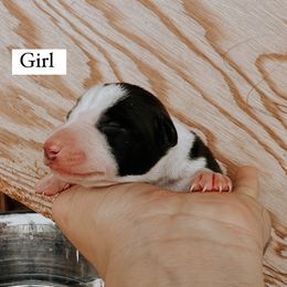 Girl 4 - Italian Greyhound puppy in Waianae, Hawaii from Makanalani Yorkies and Iggys