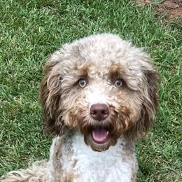Josey - Bernedoodle