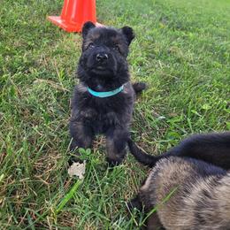 Warden (Blue male) - Sable male German Shepherd puppy in Winchester, Kentucky from Del Lago Canine