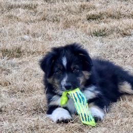 Atlas - Black tri-color male Australian Shepherd puppy in Utah from Corbridge Aussies