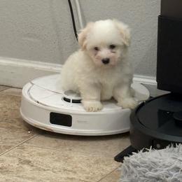 Gunner - White male Coton de Tulear puppy in Pflugerville, Texas from Beethoven’s Cotons