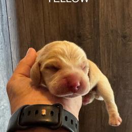 Apple Jack - Red and white male Beagle puppy in Viper, Kentucky from Mountain Top