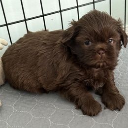 Harmony - Chocolate female Shih Tzu puppy in Stafford, Virginia from Bayview Pups