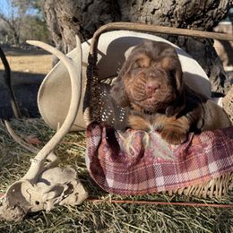 Boy 2 - Liver and tan Bloodhound puppy in Vanderpool, Texas from Kiwi Hunting Services