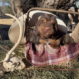 Boy 2 - Liver and tan Bloodhound puppy in Vanderpool, Texas from Kiwi Hunting Services