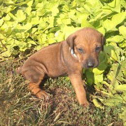 Bailey - Rd whtn blk nose female Rhodesian Ridgeback puppy in Carney, Oklahoma from River Run Parson Russell terriers & River Run Ridgebacks