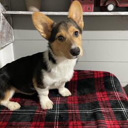 Cooper - Black and tan male Pembroke Welsh Corgi puppy in Canton, Texas from Circle M Corgis