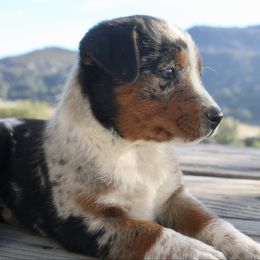 Girl 4 - Blue merle female Australian Shepherd puppy in Escondido, California from Hillside Aussies