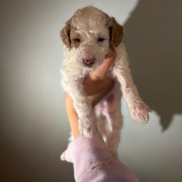 Zeus - Parti male Goldendoodle puppy in Noblesville, Indiana from R and H Doodles