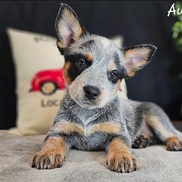 Australian Cattle Dog Puppies from TLC Cattle dogs