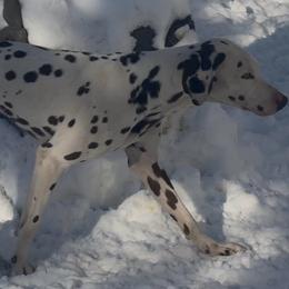 Achilles - White and liver brown male Dalmatian puppy in Toledo, Ohio from Exquisite Dalmatians & Standard Poodles